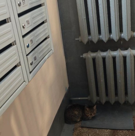 Грустный котик ищет дом. В дар!, Полосатый, Фили, Кот в добрые руки