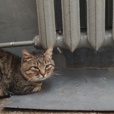 Грустный котик ищет дом. В дар!, Полосатый, Фили, Кот в добрые руки