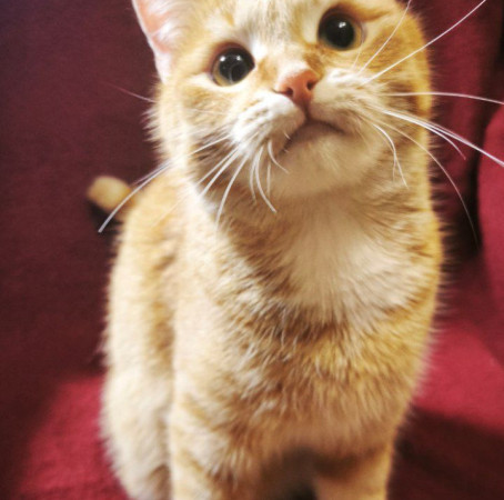 Рыжая красавица Афина хочет домой! В дар!, Рыжий, Аминьевская, Кошка в хорошие руки