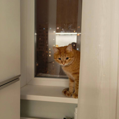 Рыжая красавица Афина хочет домой! В дар!, Рыжий, Аминьевская, Кошка в хорошие руки