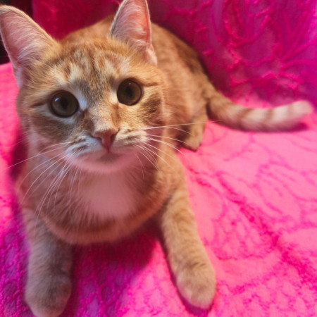 Рыжая красавица Афина хочет домой! В дар!, Рыжий, Аминьевская, Кошка в хорошие руки