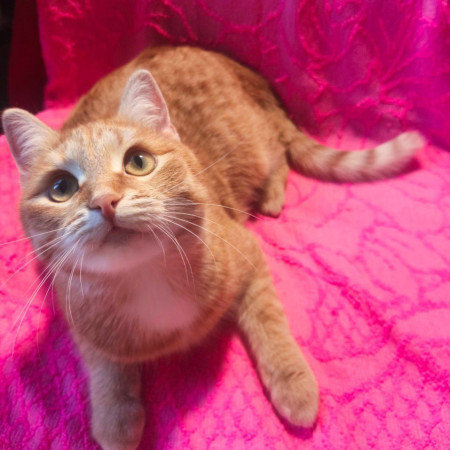 Рыжая красавица Афина хочет домой! В дар!, Рыжий, Аминьевская, Кошка в хорошие руки