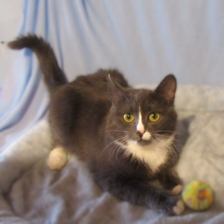 Котята Проша и Ариша ждут хозяев. В дар!, котенок 5 месяцев