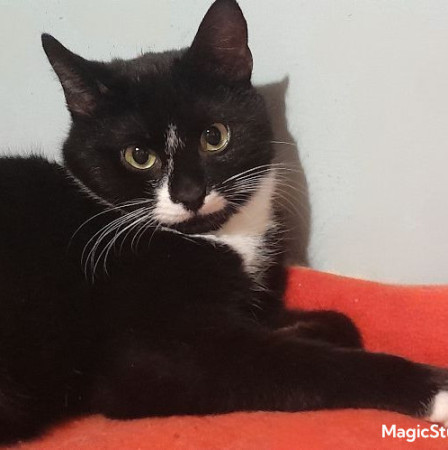 Котята Проша и Ариша ждут хозяев. В дар!, котенок 5 месяцев