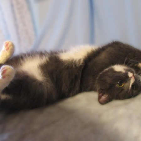 Котята Проша и Ариша ждут хозяев. В дар!, котенок 5 месяцев