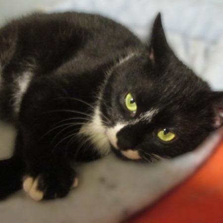 Котята Проша и Ариша ждут хозяев. В дар!, котенок 5 месяцев