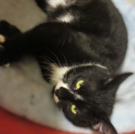 Котята Проша и Ариша ждут хозяев. В дар!, котенок 5 месяцев