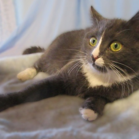 Котята Проша и Ариша ждут хозяев. В дар!, котенок 5 месяцев