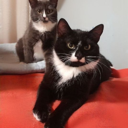 Котята Проша и Ариша ждут хозяев. В дар!, котенок 5 месяцев