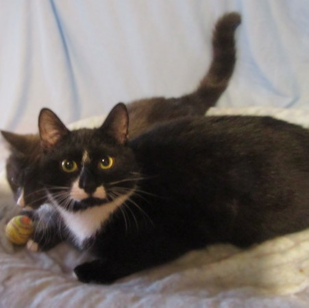 Котята Проша и Ариша ждут хозяев. В дар!, котенок 5 месяцев