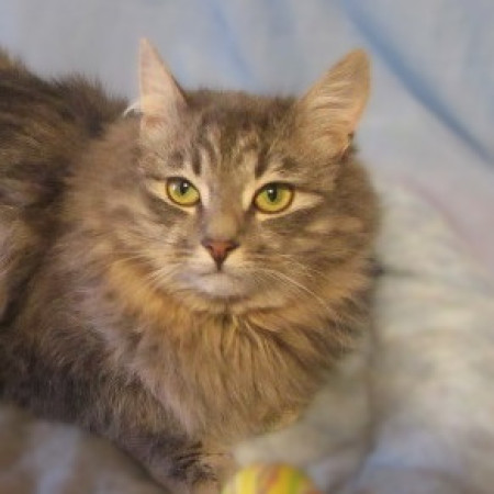 Котенок Данила в поиска дома. В дар!, котенок 5 месяцев