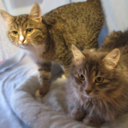 Котенок Данила в поиска дома. В дар!, котенок 5 месяцев