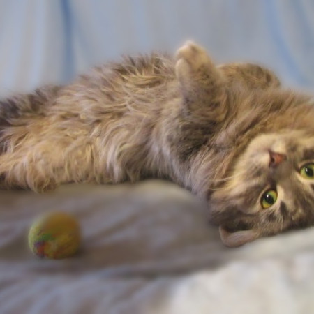 Котенок Данила в поиска дома. В дар!, котенок 5 месяцев