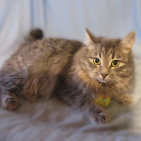 Котенок Данила в поиска дома. В дар!, котенок 5 месяцев