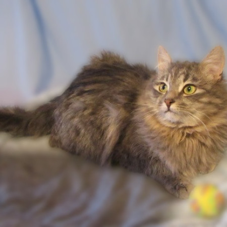 Котенок Данила в поиска дома. В дар!, котенок 5 месяцев