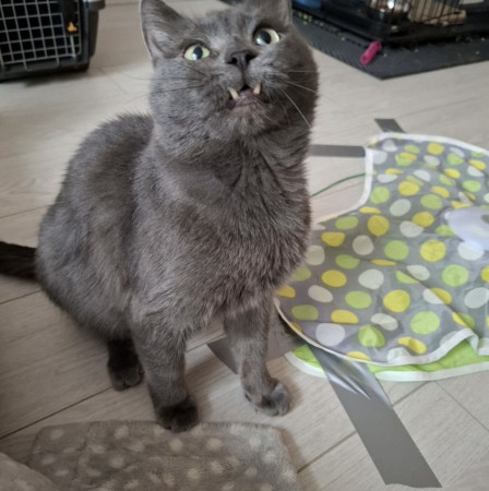 Котик ;Бэтмен в добрые руки. В дар!, Серебристый, Химки, Кот в добрые руки