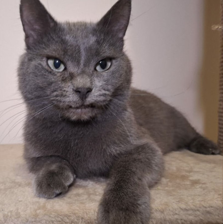 Котик ;Бэтмен в добрые руки. В дар!, Серебристый, Химки, Кот в добрые руки