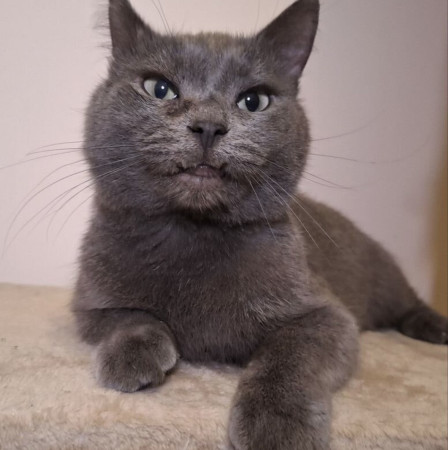 Котик ;Бэтмен в добрые руки. В дар!, Серебристый, Химки, Кот в добрые руки