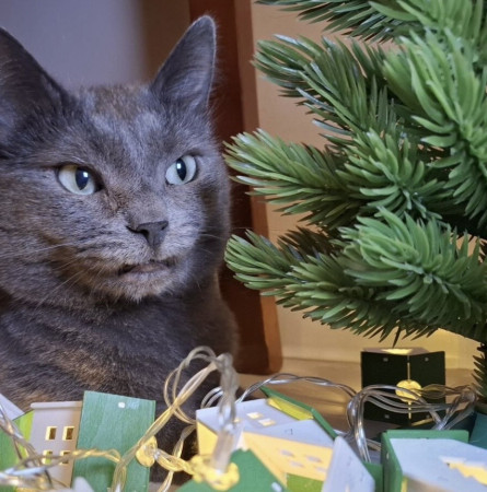 Котик ;Бэтмен в добрые руки. В дар!, Серебристый, Химки, Кот в добрые руки