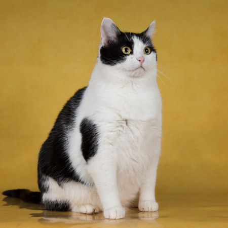 Кошка-плюшка Юла в добрые руки! В дар!, Черный с белым, Бульвар Рокоссовского, Кошка в хорошие руки