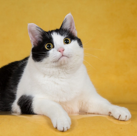 Кошка-плюшка Юла в добрые руки! В дар!, Черный с белым, Бульвар Рокоссовского, Кошка в хорошие руки