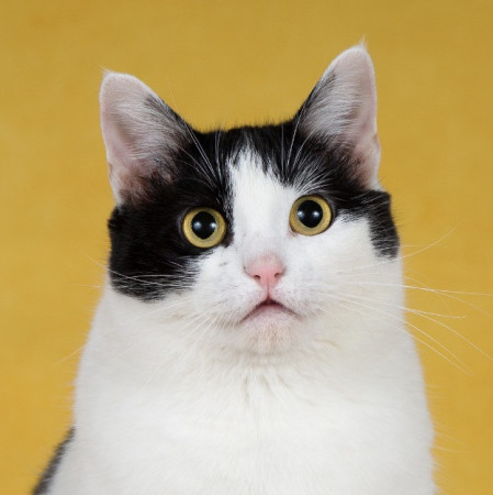 Кошка-плюшка Юла в добрые руки! В дар!, Черный с белым, Бульвар Рокоссовского, Кошка в хорошие руки