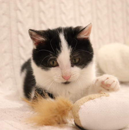 Котенок Лукас в добрые руки. В дар!, котенок 4 месяца