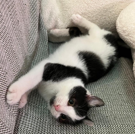 Котенок Лукас в добрые руки. В дар!, котенок 4 месяца