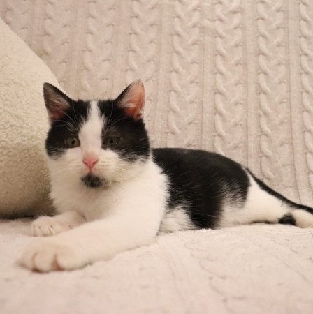 Котенок Лукас в добрые руки. В дар!, котенок 4 месяца