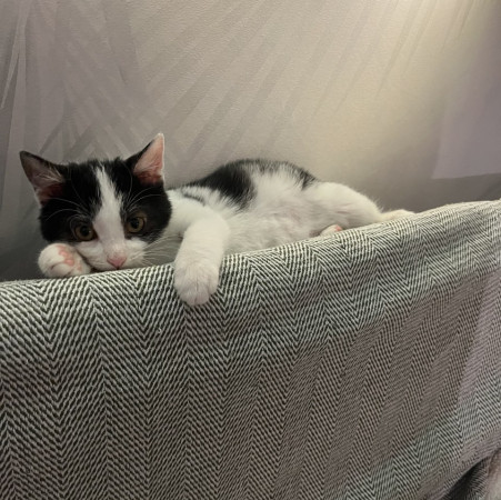 Котенок Лукас в добрые руки. В дар!, котенок 4 месяца