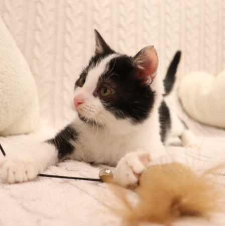 Котенок Лукас в добрые руки. В дар!, котенок 4 месяца