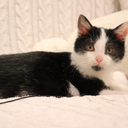 Котенок Лукас в добрые руки. В дар!, котенок 4 месяца