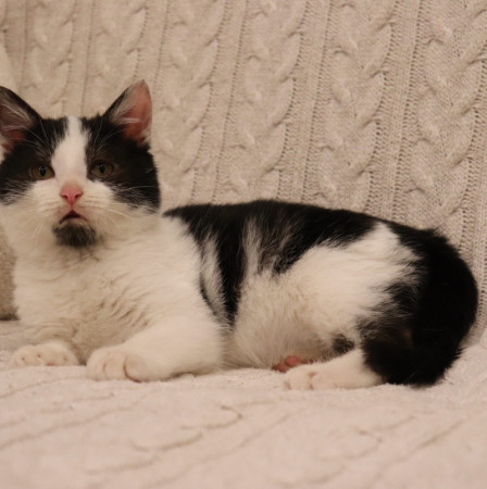 Котенок Лукас в добрые руки. В дар!, котенок 4 месяца