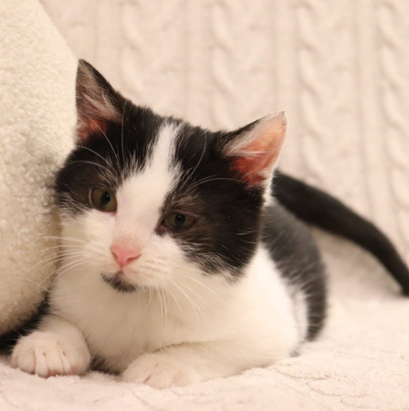 Котенок Лукас в добрые руки. В дар!, котенок 4 месяца