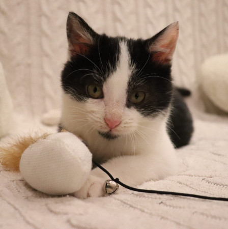 Котенок Лукас в добрые руки. В дар!, котенок 4 месяца