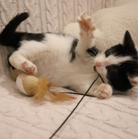 Котенок Лукас в добрые руки. В дар!, котенок 4 месяца