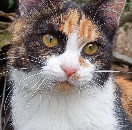 Симона ищет дом. В дар!, котенок 4 месяца