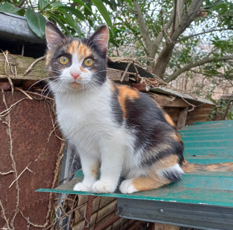 Симона ищет дом. В дар!, котенок 4 месяца