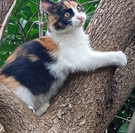 Симона ищет дом. В дар!, котенок 4 месяца