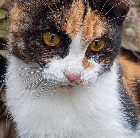 Симона ищет дом. В дар!, котенок 4 месяца