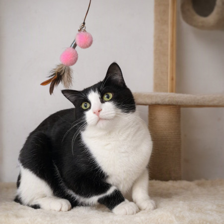 Кот Орео ищет дом В дар! , Черный с белым, Котельники, Кот в добрые руки