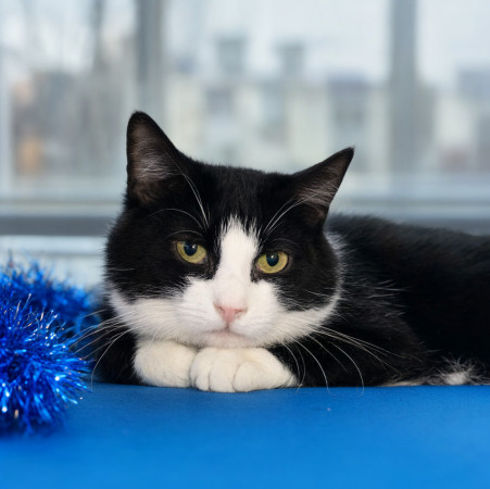 Кот Орео ищет дом В дар! , Черный с белым, Котельники, Кот в добрые руки