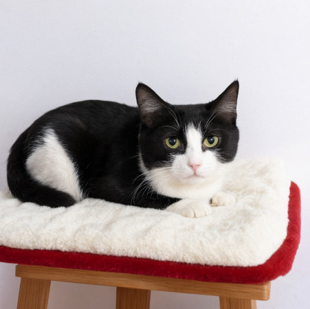 Кот Орео ищет дом В дар! , Черный с белым, Котельники, Кот в добрые руки