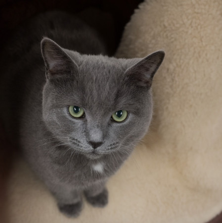 Серый Дыма хочет домой. В дар! , Дымчатый, Котельники, Кот в добрые руки