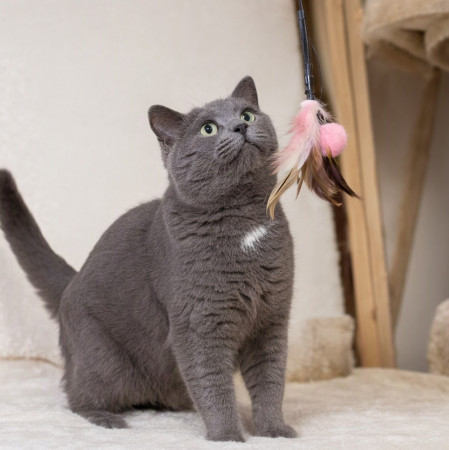 Серый Дыма хочет домой. В дар! , Дымчатый, Котельники, Кот в добрые руки