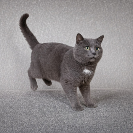 Серый Дыма хочет домой. В дар! , Дымчатый, Котельники, Кот в добрые руки