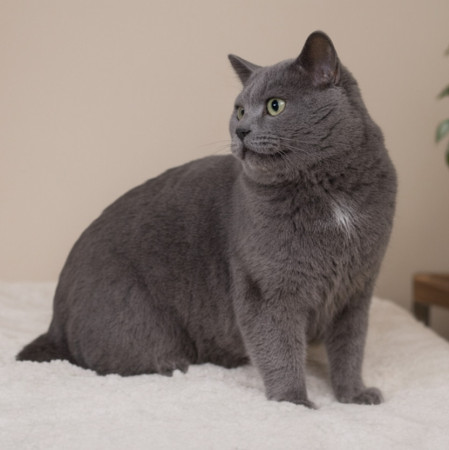 Серый Дыма хочет домой. В дар! , Дымчатый, Котельники, Кот в добрые руки