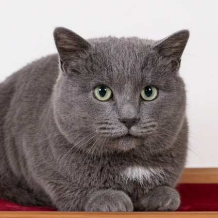 Серый Дыма хочет домой. В дар! , Дымчатый, Котельники, Кот в добрые руки