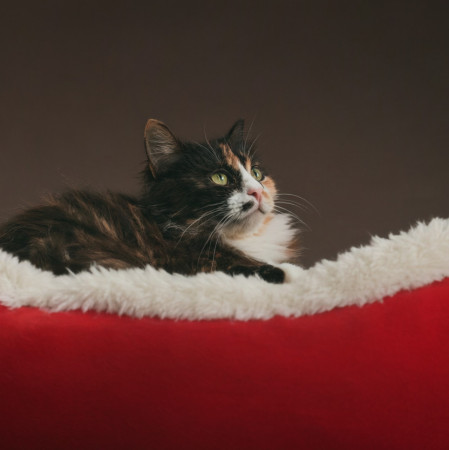 Милая Мила ищет дом! В хорошие руки! , Трёхцветный, Котельники, Кошка в хорошие руки