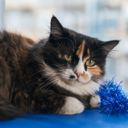 Милая Мила ищет дом! В хорошие руки! , Трёхцветный, Котельники, Кошка в хорошие руки